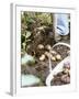 Harvesting Potatoes: Lifting Potatoes out of Ground with Fork-Linda Burgess-Framed Photographic Print