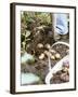 Harvesting Potatoes: Lifting Potatoes out of Ground with Fork-Linda Burgess-Framed Photographic Print