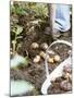 Harvesting Potatoes: Lifting Potatoes out of Ground with Fork-Linda Burgess-Mounted Photographic Print