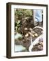 Harvesting Potatoes: Lifting Potatoes out of Ground with Fork-Linda Burgess-Framed Photographic Print