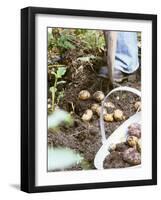 Harvesting Potatoes: Lifting Potatoes out of Ground with Fork-Linda Burgess-Framed Photographic Print