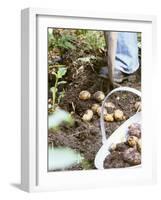 Harvesting Potatoes: Lifting Potatoes out of Ground with Fork-Linda Burgess-Framed Photographic Print