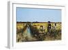 Harvesting Rice in Low Lands of Verona, 1877-Giacomo Favretto-Framed Giclee Print