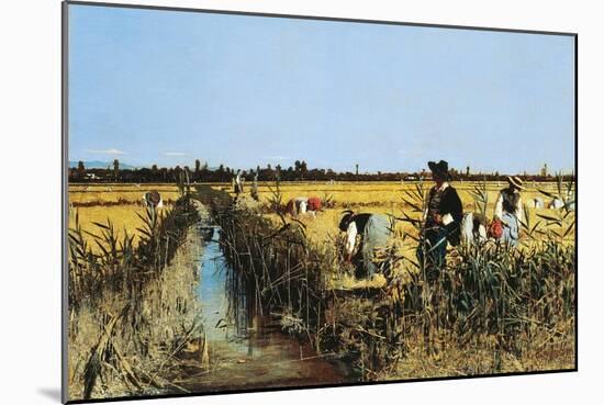 Harvesting Rice in Low Lands of Verona, 1877-Giacomo Favretto-Mounted Giclee Print