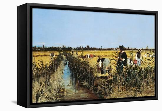 Harvesting Rice in Low Lands of Verona, 1877-Giacomo Favretto-Framed Stretched Canvas