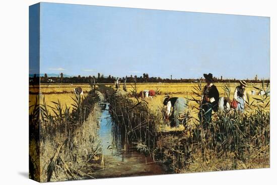 Harvesting Rice in Low Lands of Verona, 1877-Giacomo Favretto-Stretched Canvas