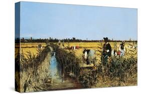 Harvesting Rice in Low Lands of Verona, 1877-Giacomo Favretto-Stretched Canvas