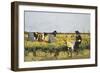 Harvesting Rice in Lowlands of Verona, 1878-Giacomo Favretto-Framed Premium Giclee Print