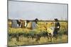 Harvesting Rice in Lowlands of Verona, 1878-Giacomo Favretto-Mounted Premium Giclee Print