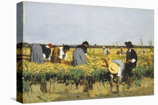 Harvesting Rice in Lowlands of Verona, 1878-Giacomo Favretto-Stretched Canvas