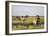 Harvesting Rice in Lowlands of Verona, 1878-Giacomo Favretto-Framed Giclee Print