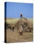 Harvesting Sugar Cane, Mauritius, Indian Ocean, Africa-G Richardson-Stretched Canvas