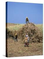 Harvesting Sugar Cane, Mauritius, Indian Ocean, Africa-G Richardson-Stretched Canvas