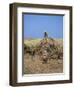 Harvesting Sugar Cane, Mauritius, Indian Ocean, Africa-G Richardson-Framed Photographic Print