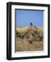 Harvesting Sugar Cane, Mauritius, Indian Ocean, Africa-G Richardson-Framed Photographic Print