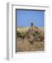 Harvesting Sugar Cane, Mauritius, Indian Ocean, Africa-G Richardson-Framed Photographic Print