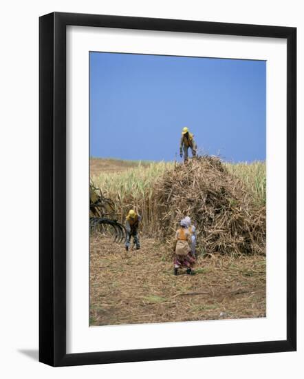 Harvesting Sugar Cane, Mauritius, Indian Ocean, Africa-G Richardson-Framed Photographic Print