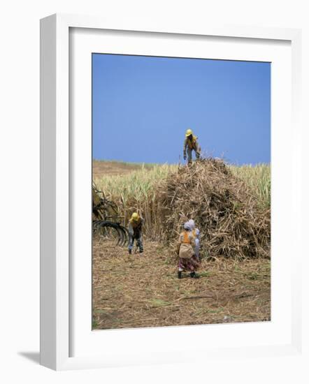 Harvesting Sugar Cane, Mauritius, Indian Ocean, Africa-G Richardson-Framed Photographic Print