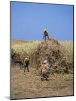 Harvesting Sugar Cane, Mauritius, Indian Ocean, Africa-G Richardson-Mounted Photographic Print