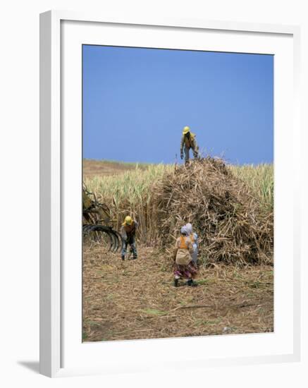 Harvesting Sugar Cane, Mauritius, Indian Ocean, Africa-G Richardson-Framed Photographic Print