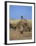 Harvesting Sugar Cane, Mauritius, Indian Ocean, Africa-G Richardson-Framed Photographic Print