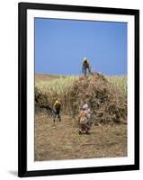 Harvesting Sugar Cane, Mauritius, Indian Ocean, Africa-G Richardson-Framed Photographic Print