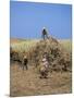 Harvesting Sugar Cane, Mauritius, Indian Ocean, Africa-G Richardson-Mounted Photographic Print