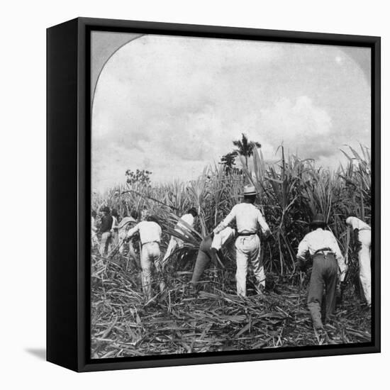 Harvesting Sugar Cane, Rio Pedro, Porto Rico, 1900-BL Singley-Framed Stretched Canvas