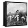 Harvesting Sugar Cane, Rio Pedro, Porto Rico, 1900-BL Singley-Framed Stretched Canvas