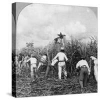 Harvesting Sugar Cane, Rio Pedro, Porto Rico, 1900-BL Singley-Stretched Canvas