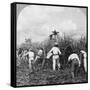 Harvesting Sugar Cane, Rio Pedro, Porto Rico, 1900-BL Singley-Framed Stretched Canvas