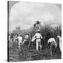 Harvesting Sugar Cane, Rio Pedro, Porto Rico, 1900-BL Singley-Stretched Canvas