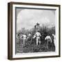 Harvesting Sugar Cane, Rio Pedro, Porto Rico, 1900-BL Singley-Framed Photographic Print