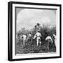 Harvesting Sugar Cane, Rio Pedro, Porto Rico, 1900-BL Singley-Framed Photographic Print