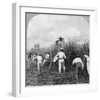 Harvesting Sugar Cane, Rio Pedro, Porto Rico, 1900-BL Singley-Framed Photographic Print