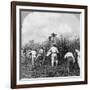 Harvesting Sugar Cane, Rio Pedro, Porto Rico, 1900-BL Singley-Framed Photographic Print