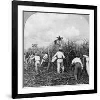 Harvesting Sugar Cane, Rio Pedro, Porto Rico, 1900-BL Singley-Framed Photographic Print