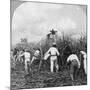 Harvesting Sugar Cane, Rio Pedro, Porto Rico, 1900-BL Singley-Mounted Photographic Print