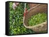 Harvesting Tieguanyin Tea Leaves at a Tea Plantation, Fujian, China-Keren Su-Framed Stretched Canvas