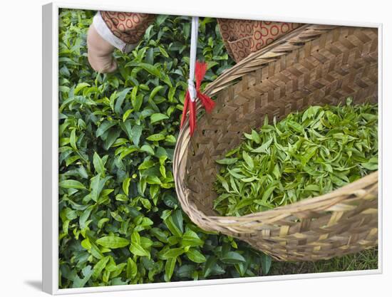 Harvesting Tieguanyin Tea Leaves at a Tea Plantation, Fujian, China-Keren Su-Framed Photographic Print