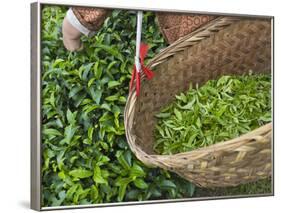 Harvesting Tieguanyin Tea Leaves at a Tea Plantation, Fujian, China-Keren Su-Framed Photographic Print