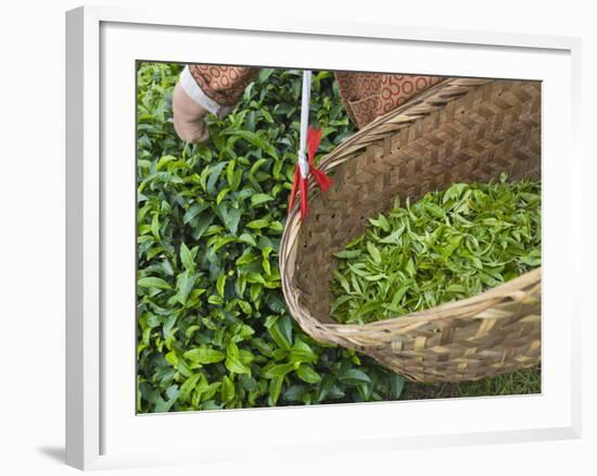 Harvesting Tieguanyin Tea Leaves at a Tea Plantation, Fujian, China-Keren Su-Framed Photographic Print