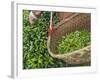 Harvesting Tieguanyin Tea Leaves at a Tea Plantation, Fujian, China-Keren Su-Framed Photographic Print