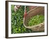 Harvesting Tieguanyin Tea Leaves at a Tea Plantation, Fujian, China-Keren Su-Framed Photographic Print