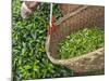 Harvesting Tieguanyin Tea Leaves at a Tea Plantation, Fujian, China-Keren Su-Mounted Photographic Print