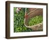 Harvesting Tieguanyin Tea Leaves at a Tea Plantation, Fujian, China-Keren Su-Framed Photographic Print