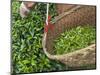 Harvesting Tieguanyin Tea Leaves at a Tea Plantation, Fujian, China-Keren Su-Mounted Photographic Print