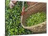 Harvesting Tieguanyin Tea Leaves at a Tea Plantation, Fujian, China-Keren Su-Stretched Canvas