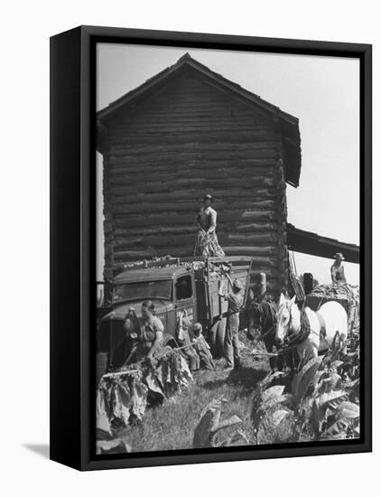 Harvesting Tobacco-Marie Hansen-Framed Stretched Canvas