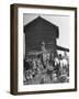 Harvesting Tobacco-Marie Hansen-Framed Photographic Print